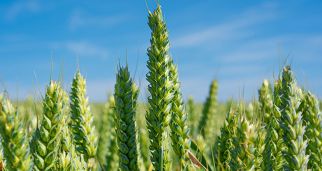 &ldquo;十四五&rdquo;时期，农业农村现代化发展的重点方向